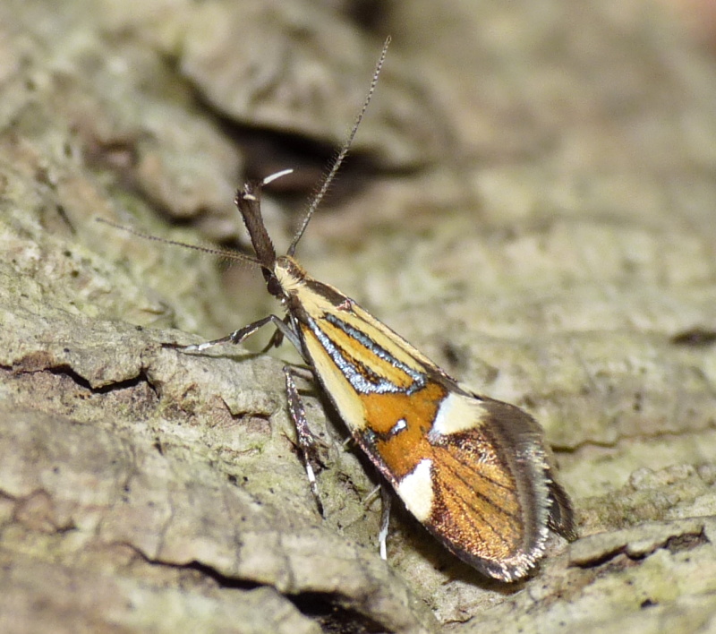 Da identificare - Alabonia geoffrella